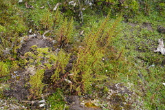 Hypericum laricifolium