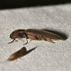 Melanotus castanipes