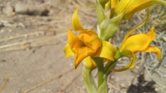 Chloraea alpina
