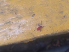 Hemiptera