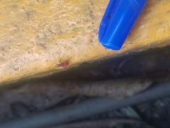Hemiptera