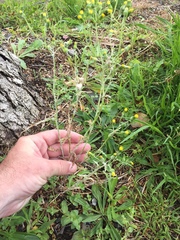 Neoerysiphe kerribeeensis