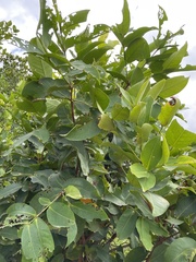 Syzygium samarangense