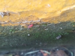 Hemiptera