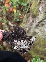 Hypogymnia occidentalis