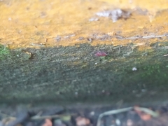 Hemiptera
