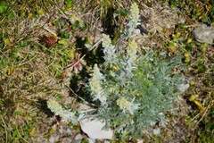 Artemisia umbelliformis