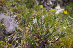 Valeriana microphylla