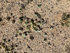 Drymaria holosteoides