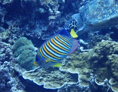 Pygoplites diacanthus