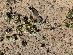 Drymaria holosteoides