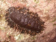 Acanthopleura echinata