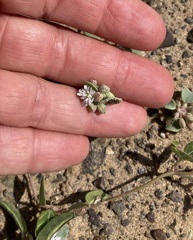 Drymaria holosteoides