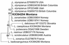 Lactarius olympianus