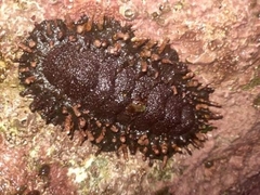Acanthopleura echinata