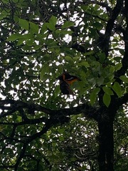 Icterus icterus