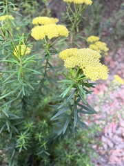 Ozothamnus diosmifolius