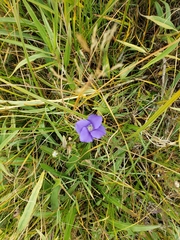 Gentianopsis thermalis