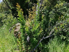 Berberis glaucocarpa