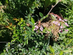 Berberis glaucocarpa