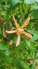 Passiflora aurantia