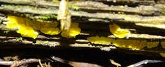 Trichoderma sulphureum