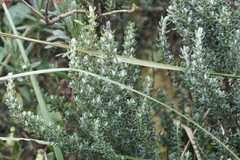 Diplostephium ericoides