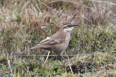 Cinclodes albidiventris