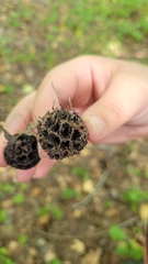 Xylaria liquidambar
