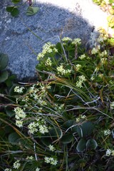 Galium anisophyllon