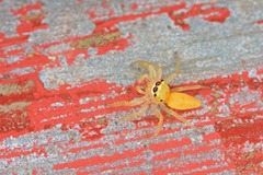 Epocilla