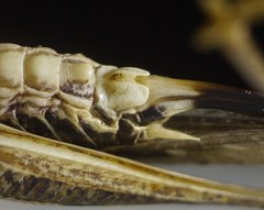 Montana stricta
