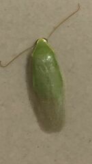 Panchlora