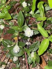 Gomphrena serrata