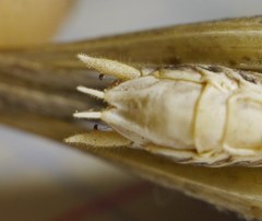 Montana stricta