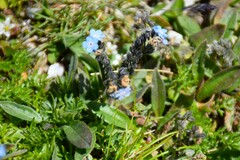 Myosotis alpestris