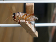 Gryllacrididae