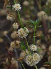 Alternanthera nodiflora
