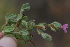 Frankenia serpyllifolia