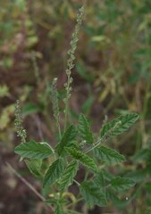 Cullen australasicum
