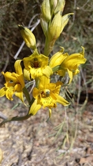 Chloraea gavilu