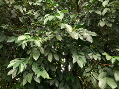 Dysoxylum arborescens