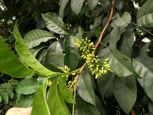 Goniocheton arborescens
