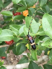 Andraegoidus rufipes