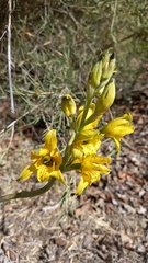 Chloraea gavilu