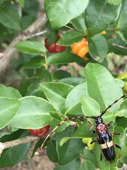 Andraegoidus rufipes
