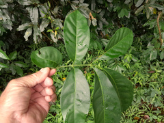 Dysoxylum arborescens