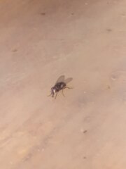 Chrysomya rufifacies