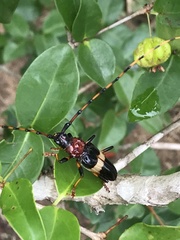 Andraegoidus rufipes