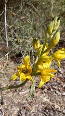 Chloraea gavilu